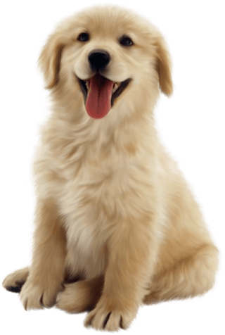 A golden retriever puppy, tongue out, waiting for dinner